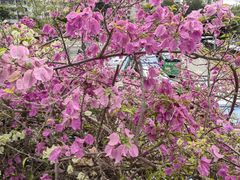 -深圳仙湖植物园