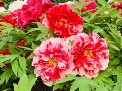 -莲花池公园