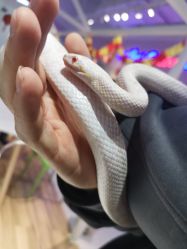 -Moni星球萌宠·小马宝莉·灵蛇·高端高阶全萌宠互动体验俱乐部(红豆国际广场店)