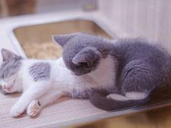 -飞行喵MR PILOT|猫舍·猫咖(静安大融城店)