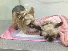-达爱动物医院·犬猫分区·CT·复杂眼科(远洋山水分院)