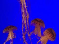 -上海海洋水族馆