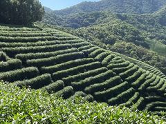 -龙坞茶村