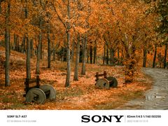 -千年银杏谷文化旅游区