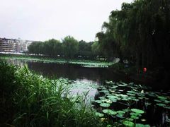 -荷花公园
