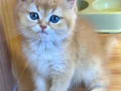 -猫十亿·布偶金渐层·曼基康矮脚猫舍(青年路店)