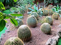 -呀路古热带植物园