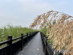 -芒洲湿地公园