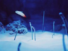 -暹罗海洋世界