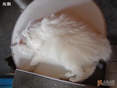 -Babycat私家御饼屋(龙头路一店)