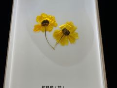 -河南自然博物馆