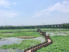 -荷塘月色湿地公园·向阳花洲