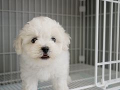 -翊宠yipet猫狗购宠庄园犬舍•猫舍