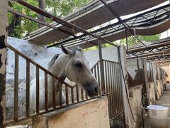 -月河湾马术俱乐部(朝阳店)