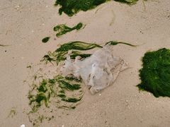 -北海金海湾红树林生态旅游区