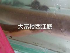 -八仔大富楼·河鲜(西江店)