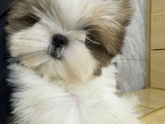 -芭比堂动物医院·24小时·眼科中心(深圳中心)