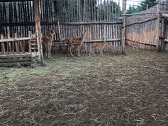 -塞罕坝国家级自然保护区