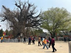 -大槐树寻根祭祖园