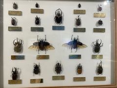 -上海昆虫博物馆