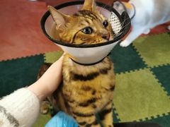 -猫猫幼稚园·撸猫·桌游·电玩