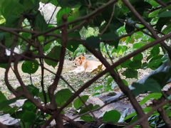 -海南热带野生动植物园