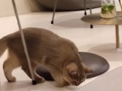 -飞行喵MR PILOT|猫舍·猫咖(静安大融城店)