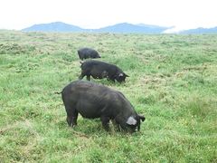 -硗碛藏寨·神木垒景区