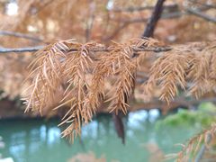 -昆山城市生态森林公园