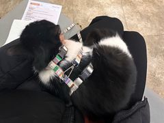 -美联众合动物医院·24h转诊中心