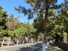 -八大关景区