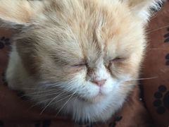 -猫咖时代(中山亭店)
