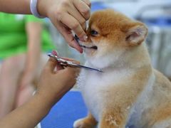 -汪小喵宠物·戴维斯乐芳希施宠馨宝皮毛调理洗护店