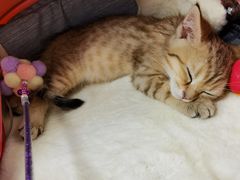 -伟伟宠物医院·CT影像中心·瑞派犬猫综合性门诊(汉口总院)