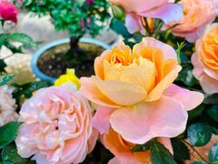 -双季花艺园艺市场(浦东店)