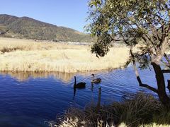 景点-腾冲北海湿地