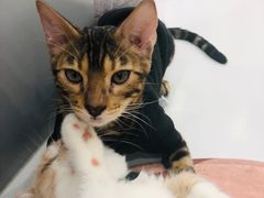 -糯米喵星人·撸猫猫舍咖啡馆(西市场嘉华店)