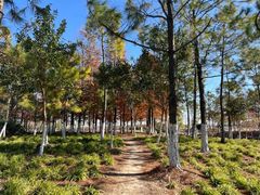 -春花秋色城市公园