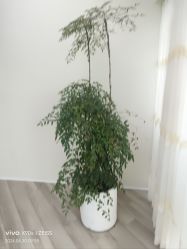 -HEYAN荷妍专业脱毛连锁机构