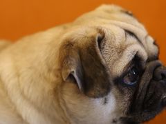 -喜柴咖啡·柴犬狗咖