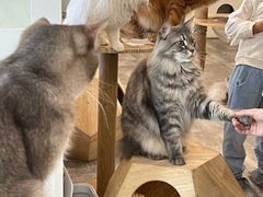 -楼上猫咖(罗湖店)