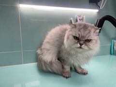 -猫宠乐园·专业洗护
