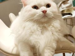 -飞行喵MR PILOT|猫舍·猫咖(静安大融城店)