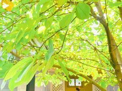 -VOYAGE COFFEE(北锣鼓巷店)