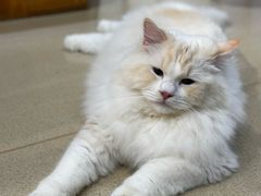 -藏猫猫咖啡主题馆(中央大道店)