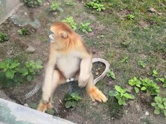 -西安秦岭野生动物园