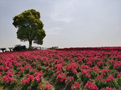 -周浦花海-停车场