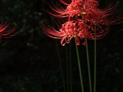 -杭州植物园