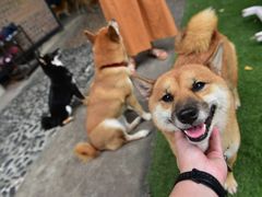 -柴犬高等学院·狗咖·柴犬售卖·宠物训练