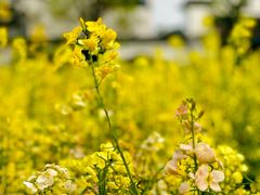-广富林郊野公园